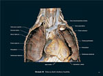 Lidsk� t�lo - obrazov� atlas (Hutchinson, Mallatt, Marieb)